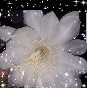 Meet your Posher, Rafif